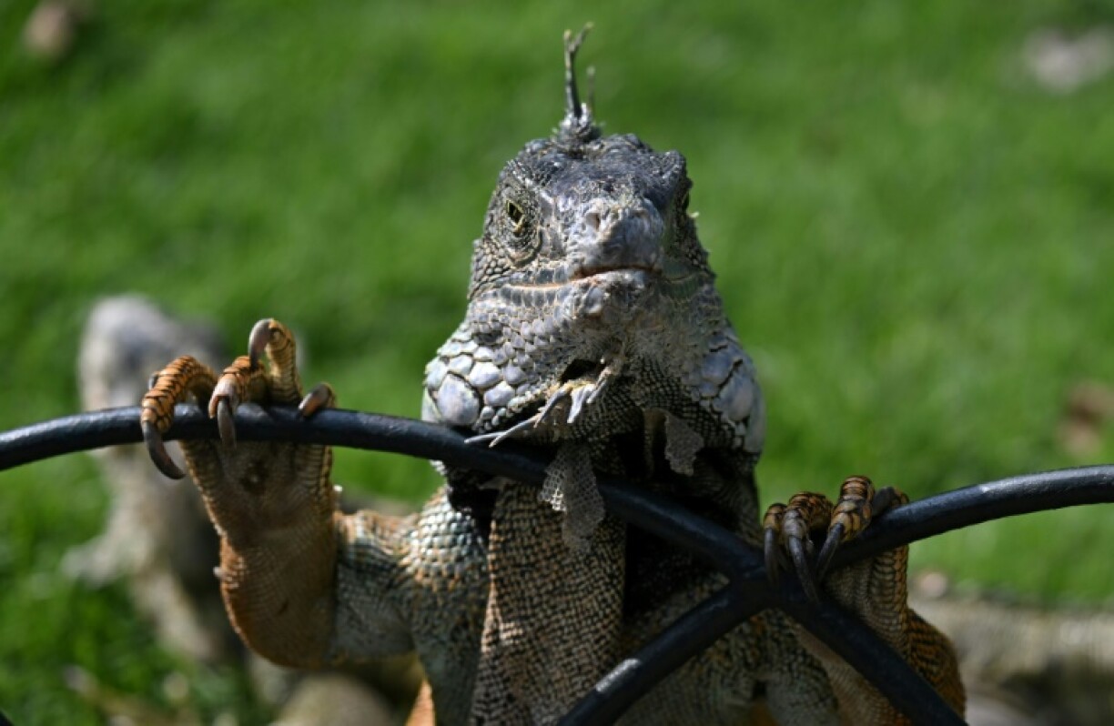 An iguana is seen at the Seminario Park, also known as the 'Iguana Park,' in Guayaquil, Ecuador on April 9, 2025.