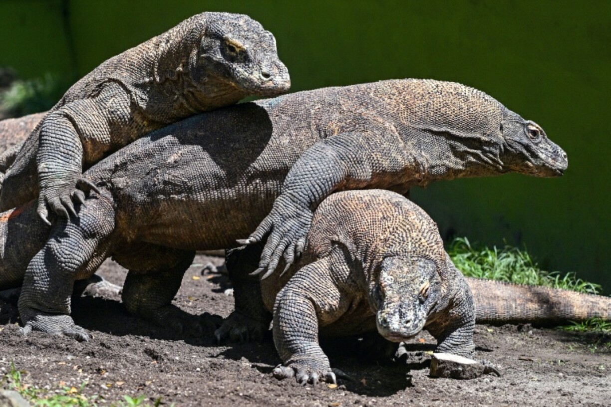 Des dragons de Komodo photographiés au zoo de Surabaya en Indonésie, le 29 avril 2026