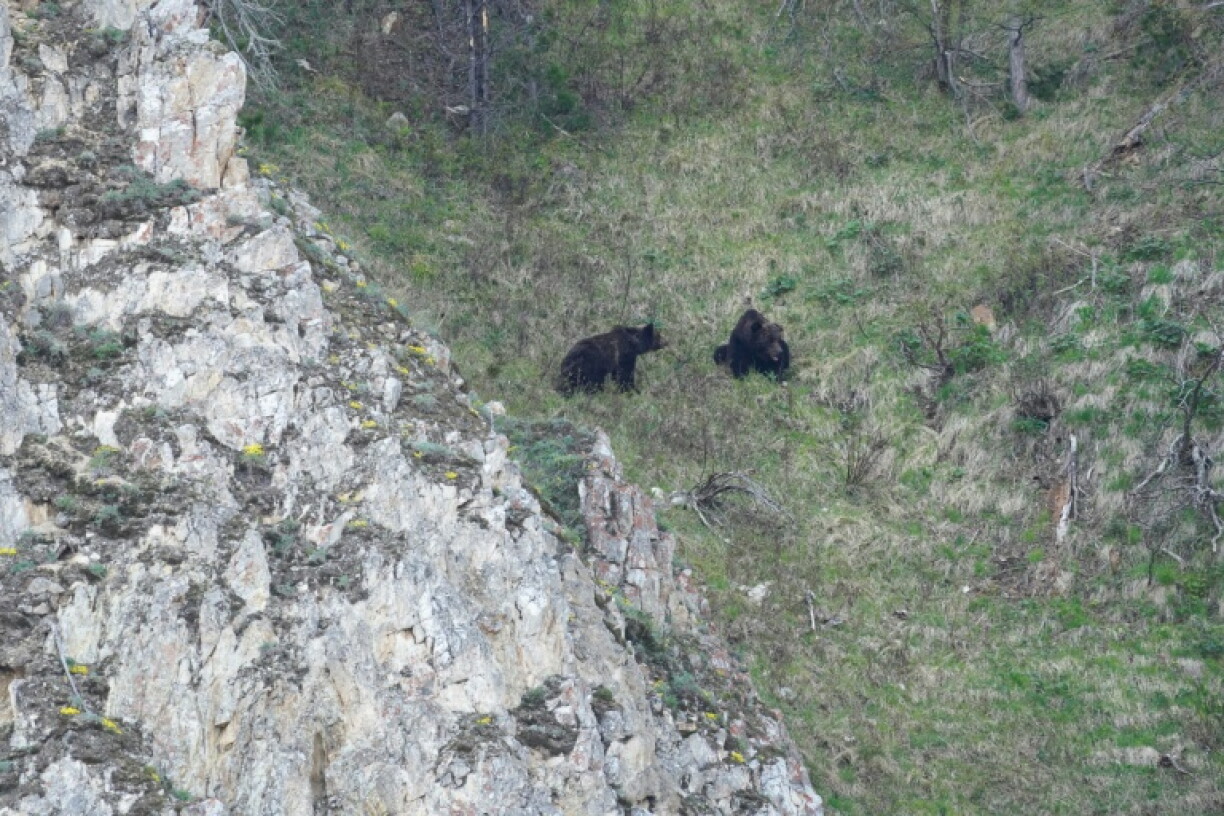 Russia's brown bear population has more than doubled since 1990, according to one estimate
