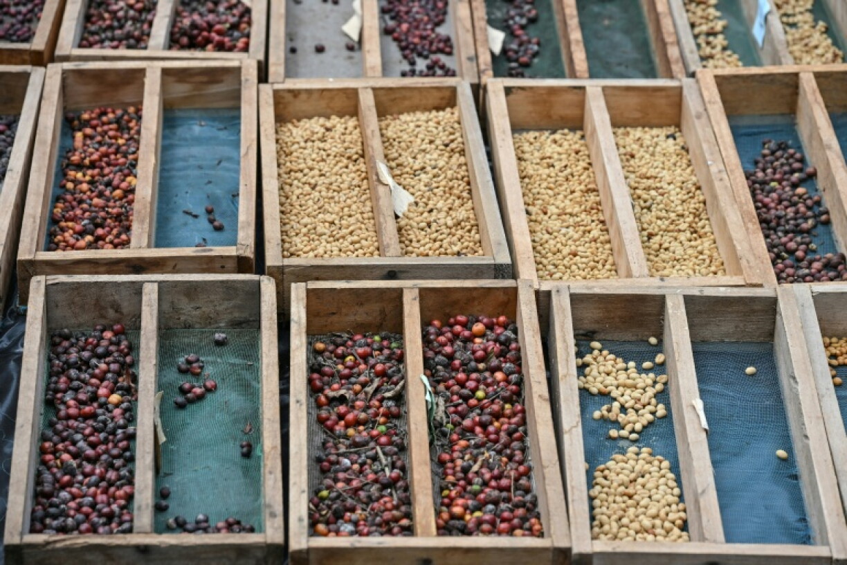 Ivory Coast is the world's top cocoa producer and the crop accounts for 15 percent of GDP