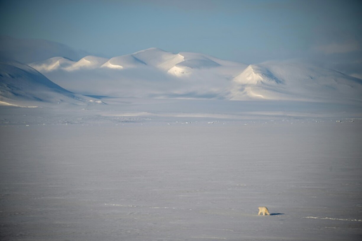 Polar bears are changing their diet and travelling further to eat