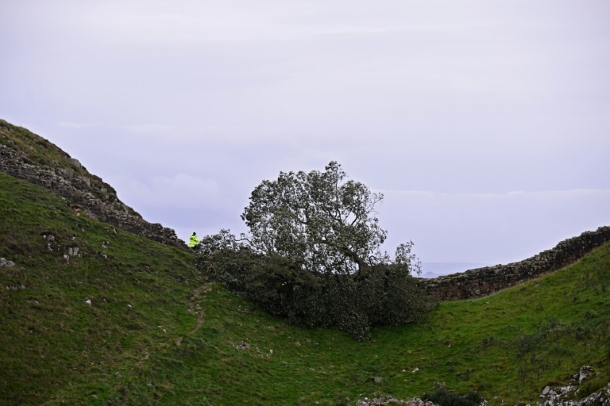 The tree at Sycamore Gap had stood for nearly 200 years in a dramatic dip in the landscape in northern England