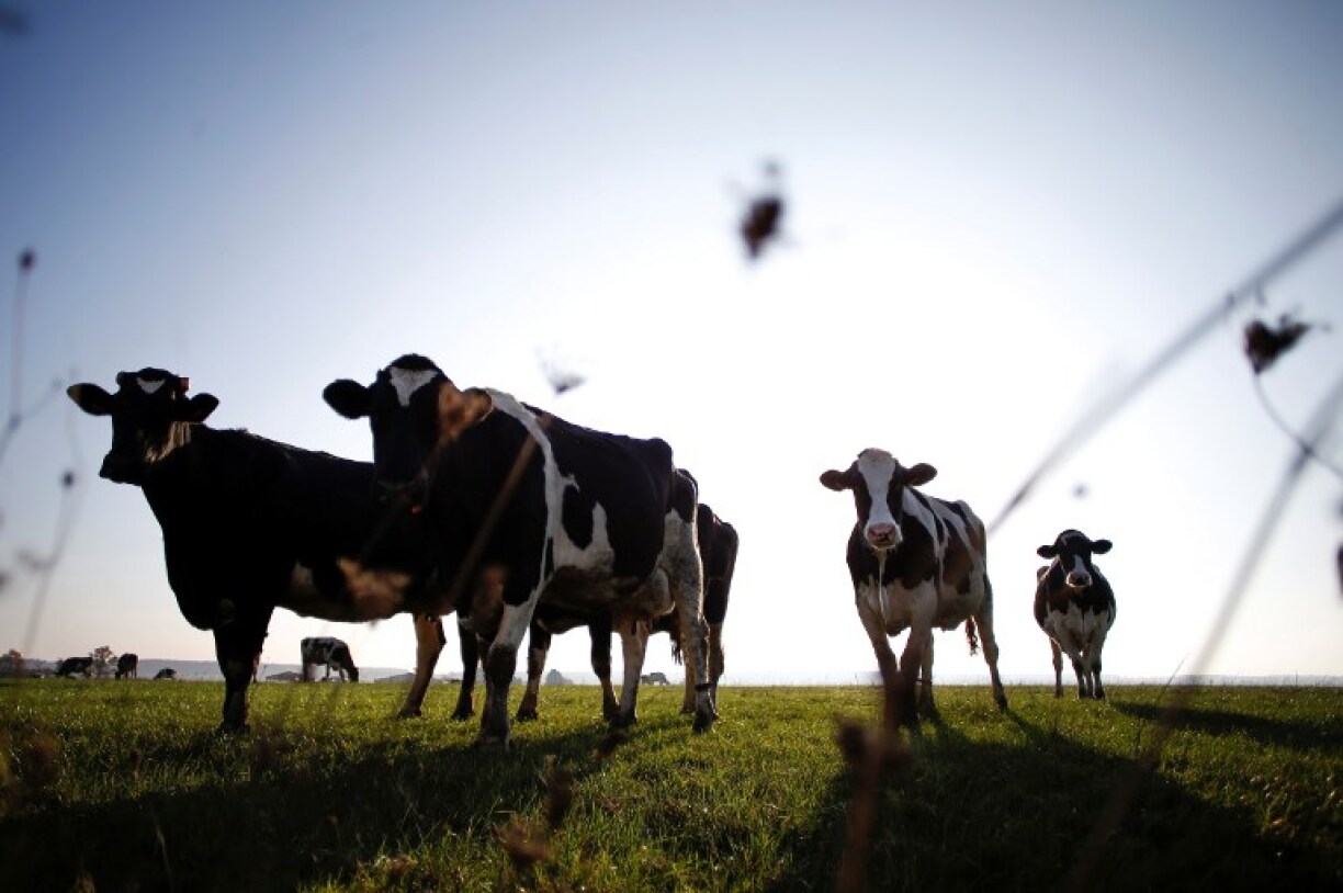 Des agents belges ont abattu une vache alors qu'ils chassaient des sangliers malades.