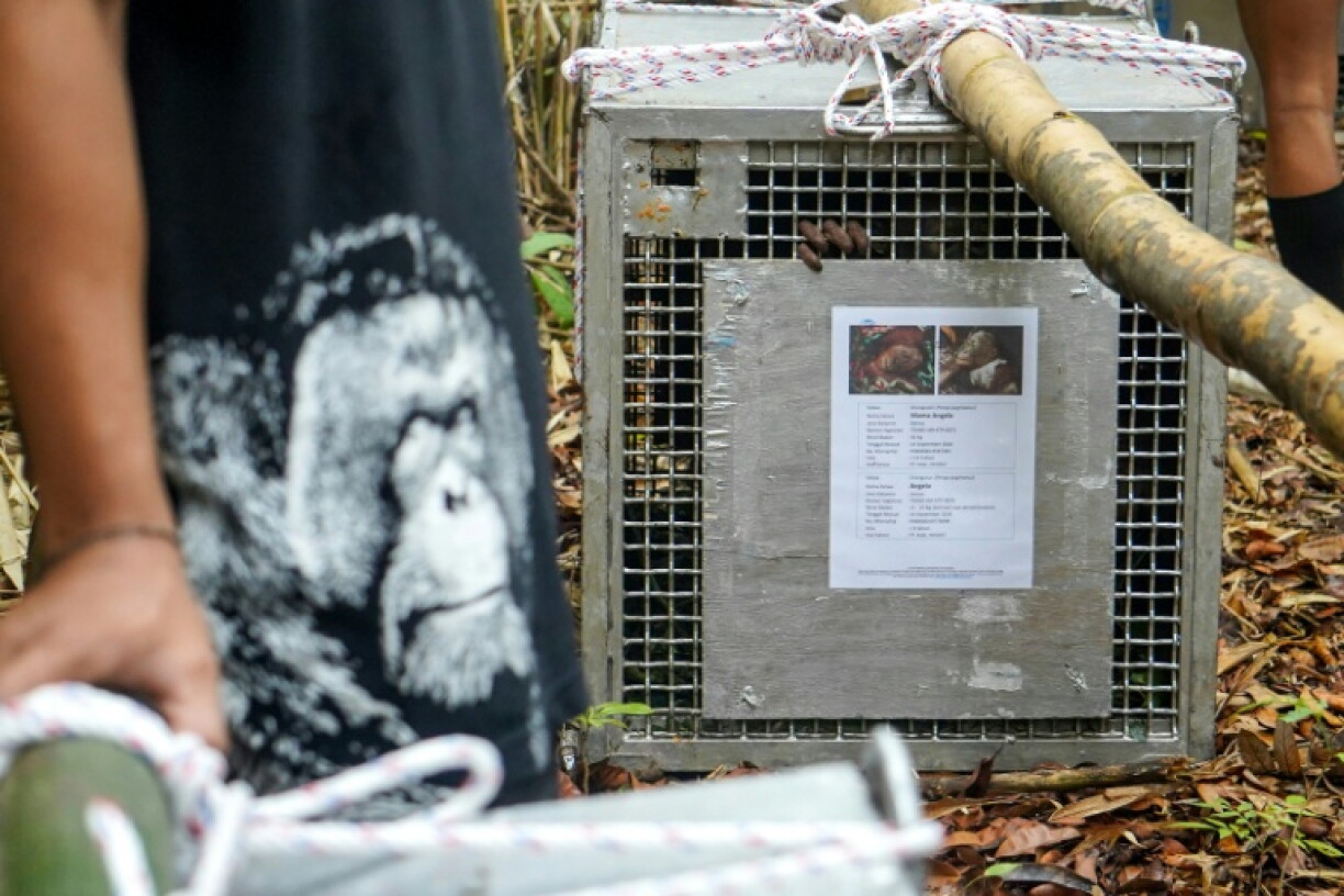 Among the nine rescued orangutans were four pairs of mothers and their children