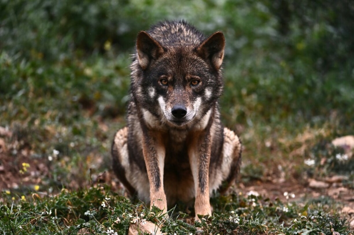 Grey wolves were virtually exterminated in Europe 100 years ago but their numbers have rebounded since then to the current population of 20,300