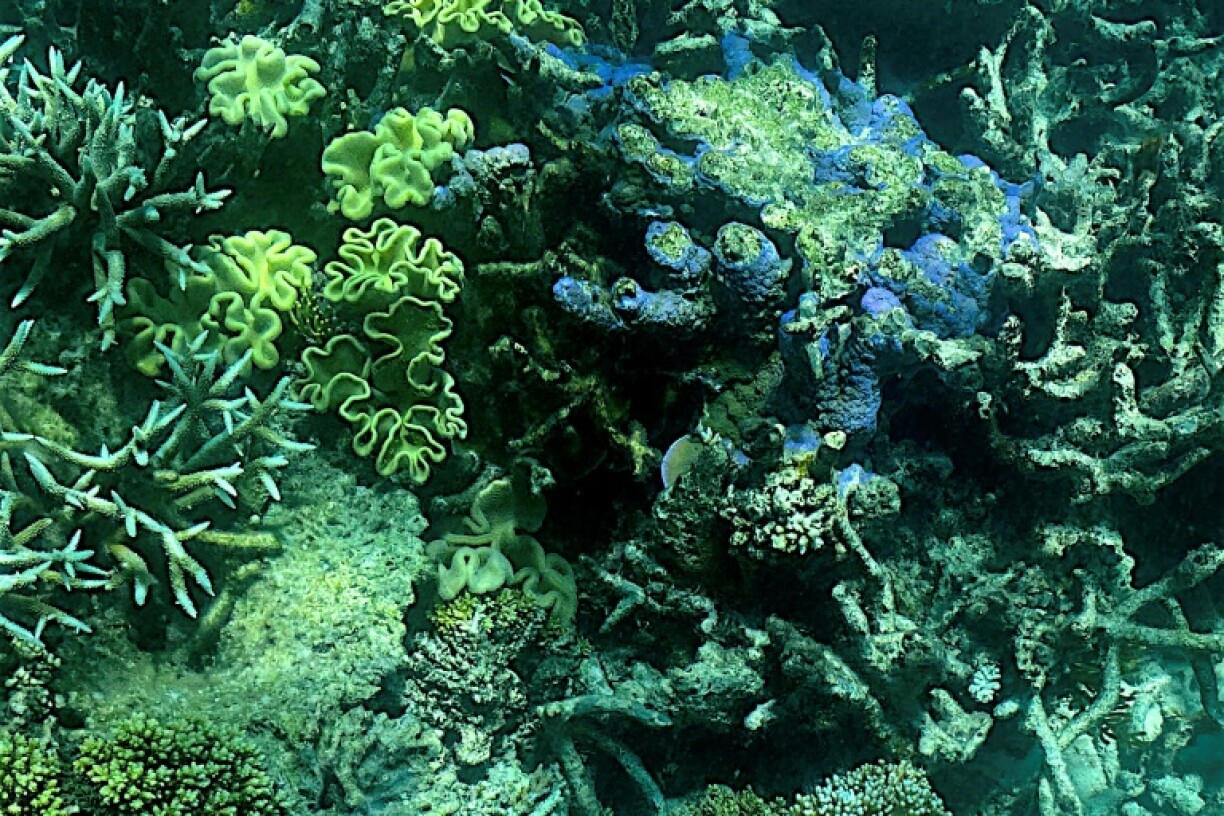 La Grande Barrière de Corail, au large de la côte de l'État australien du Queensland, le 7 mars 2022