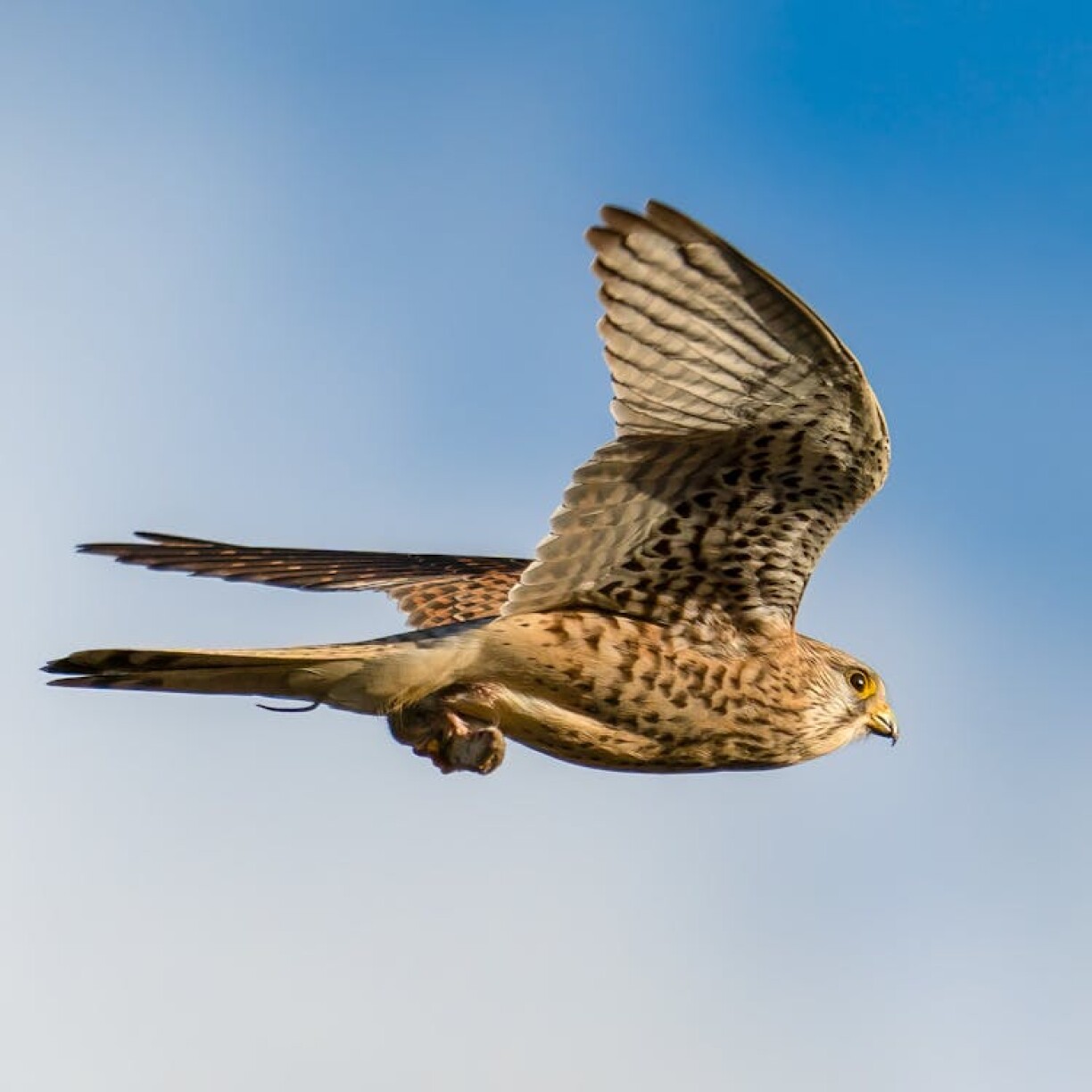 A kestrel