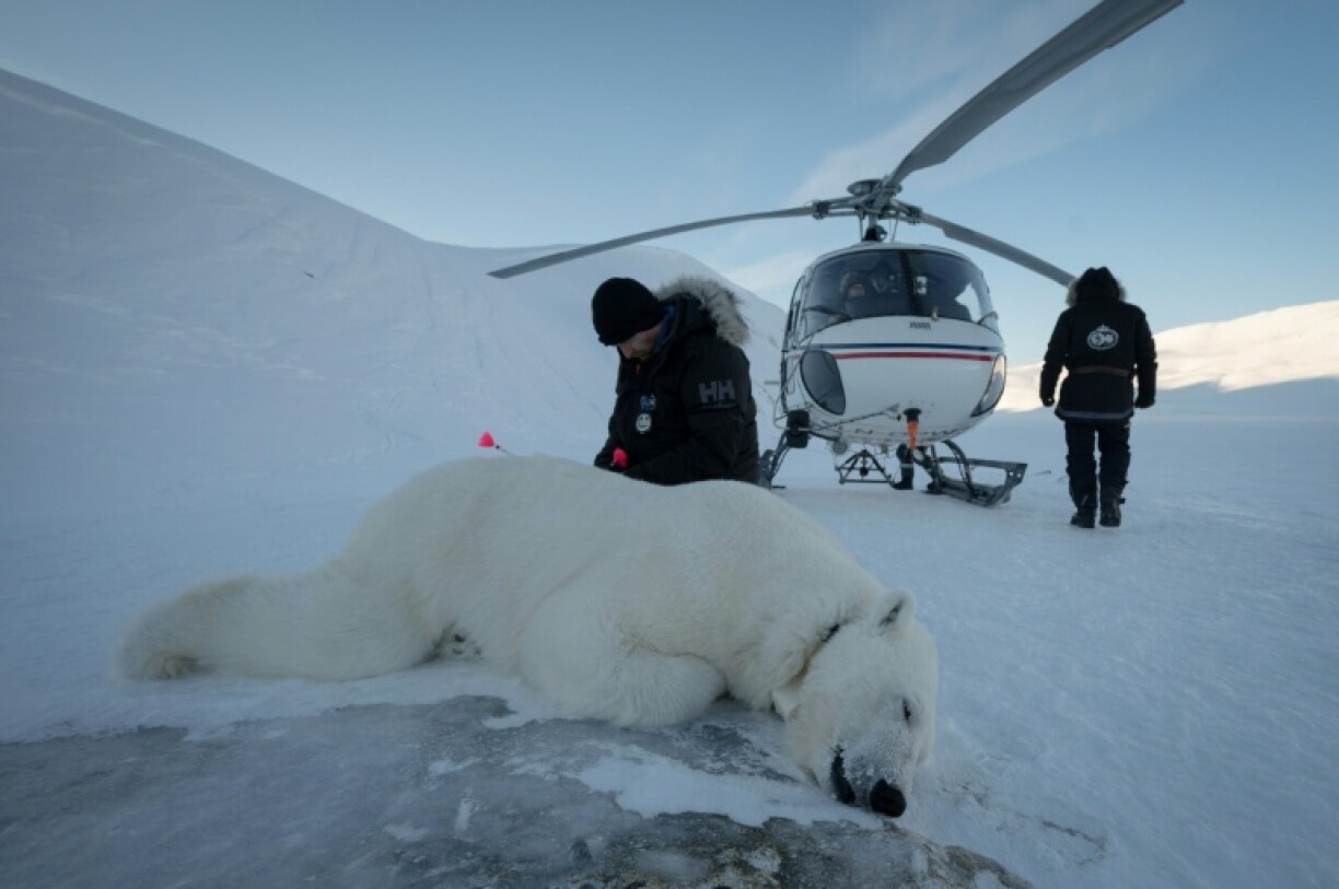 Vet Rolf Arne Olberg checks if a polar bear is properly sedated