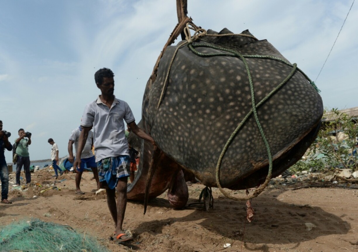 Indian residents carry a whale shark that washed ashore in Chennai
