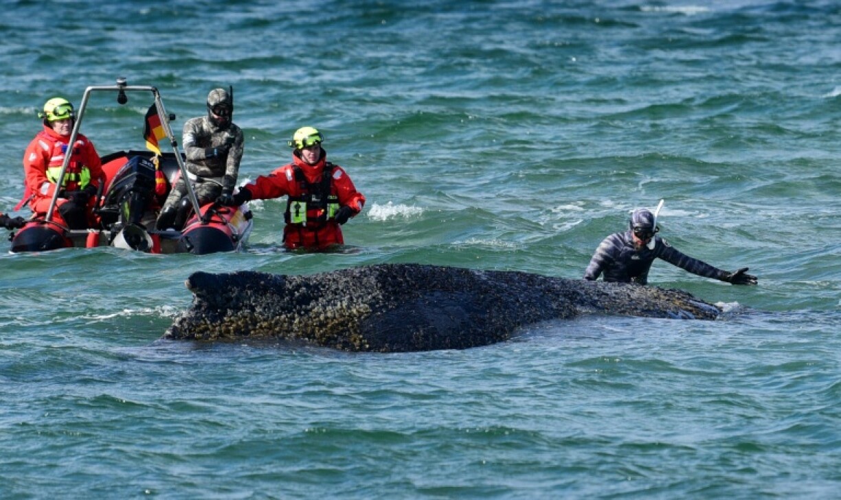 Des plongeurs et des sauveteurs tentent de secourir une baleine à bosse échouée au large de Timmendorfer Strand, près de Lübeck, dans le nord de l'Allemagne, le 26 mars 2026
