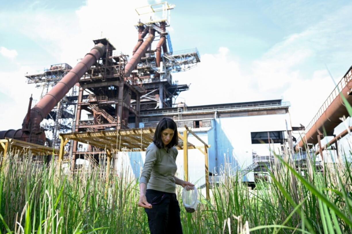 Scientist Sonia Henry sows seeds on an industrial site in Uckange on 21 May 2026