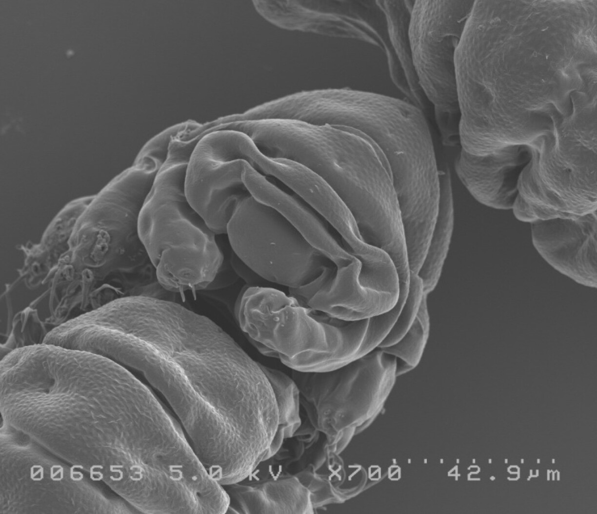 Vue de face du tardigrade, Ramazzottius varieornatus