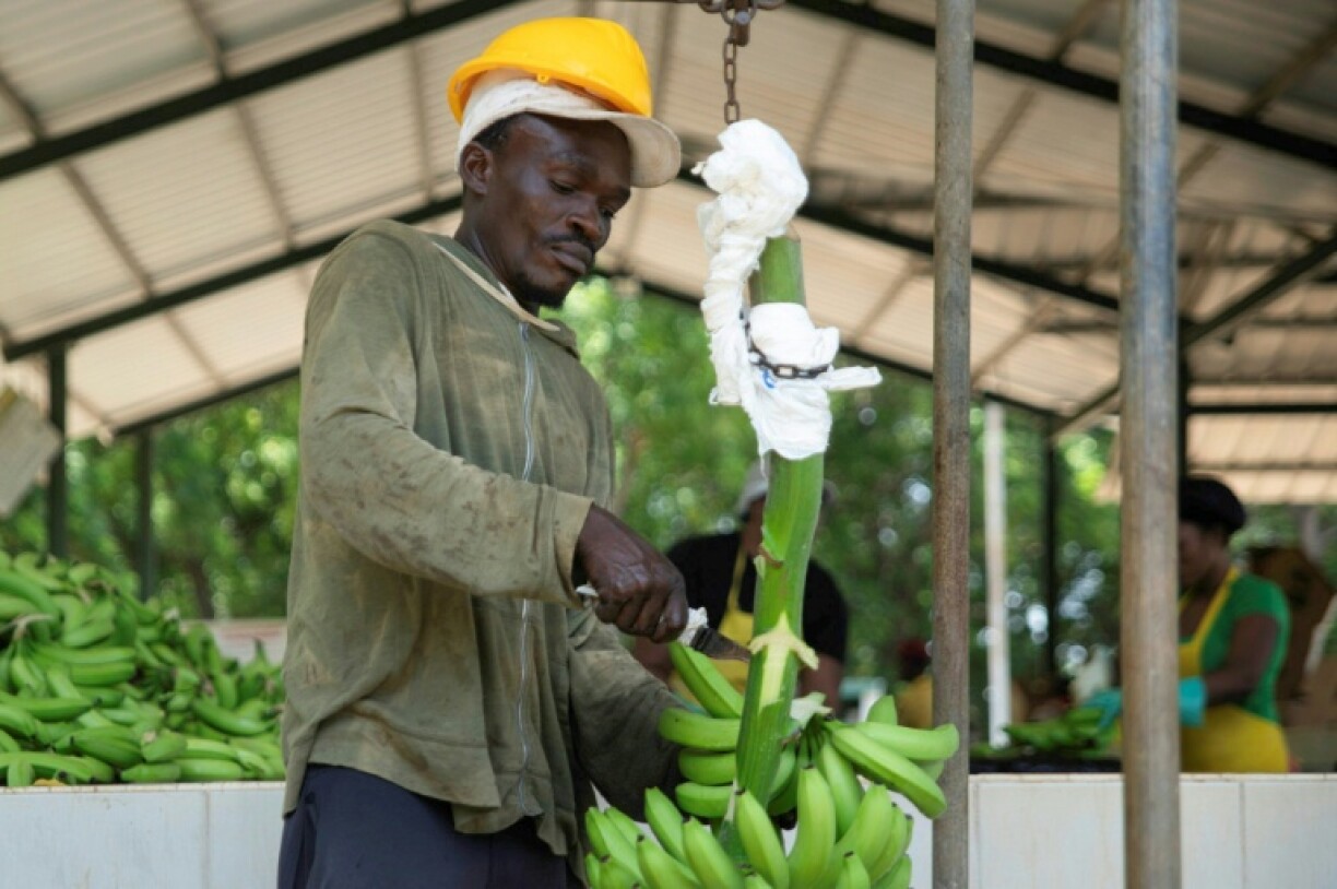 An employee works at a banana plantation in the Dominican Republic