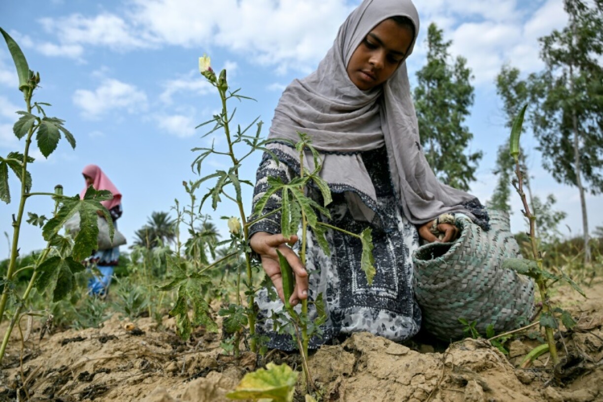 Schoolgirl Zulekha Mahmood plucks vegetables after finishing school in Abdullah Goth village