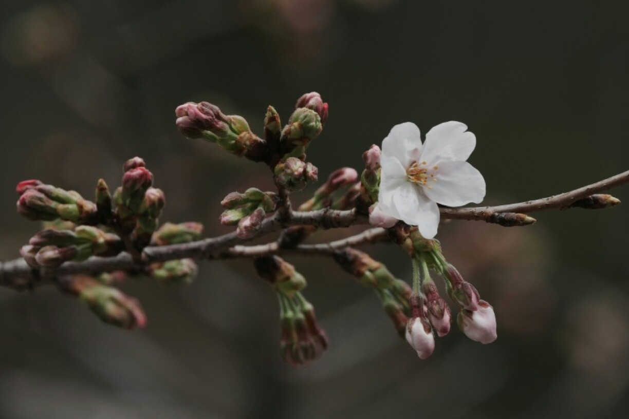 Début de la saison des cerisiers en fleurs à Tokyo, le 19 mars 2026