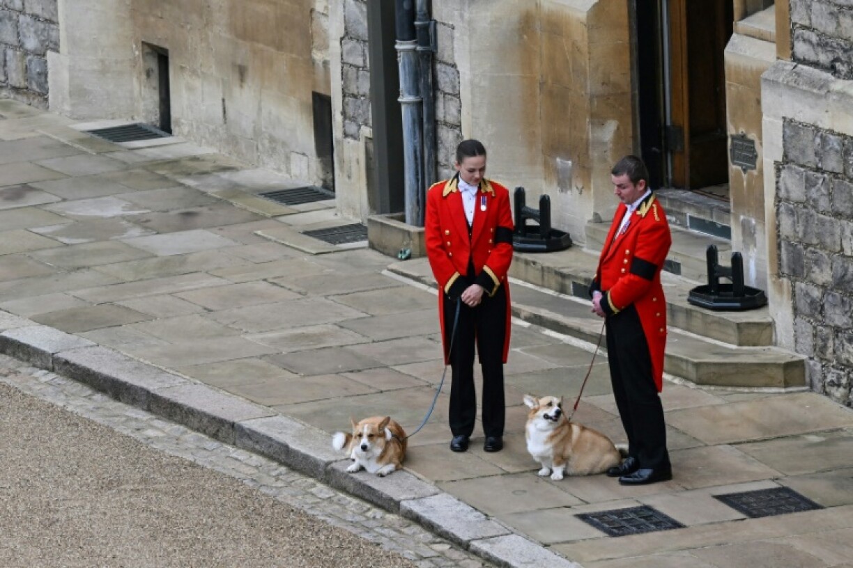 Les corgis d'Elizabeth II, Muick et Sandy, attendent le cortège funéraire de la reine, au château de Windsor le 19 septembre 2022