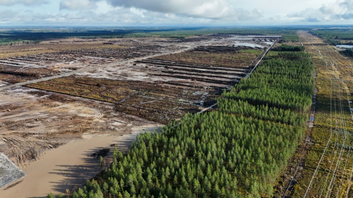 Google told AFP that its tree-felling activities were in compliance with Forestry Act requirements