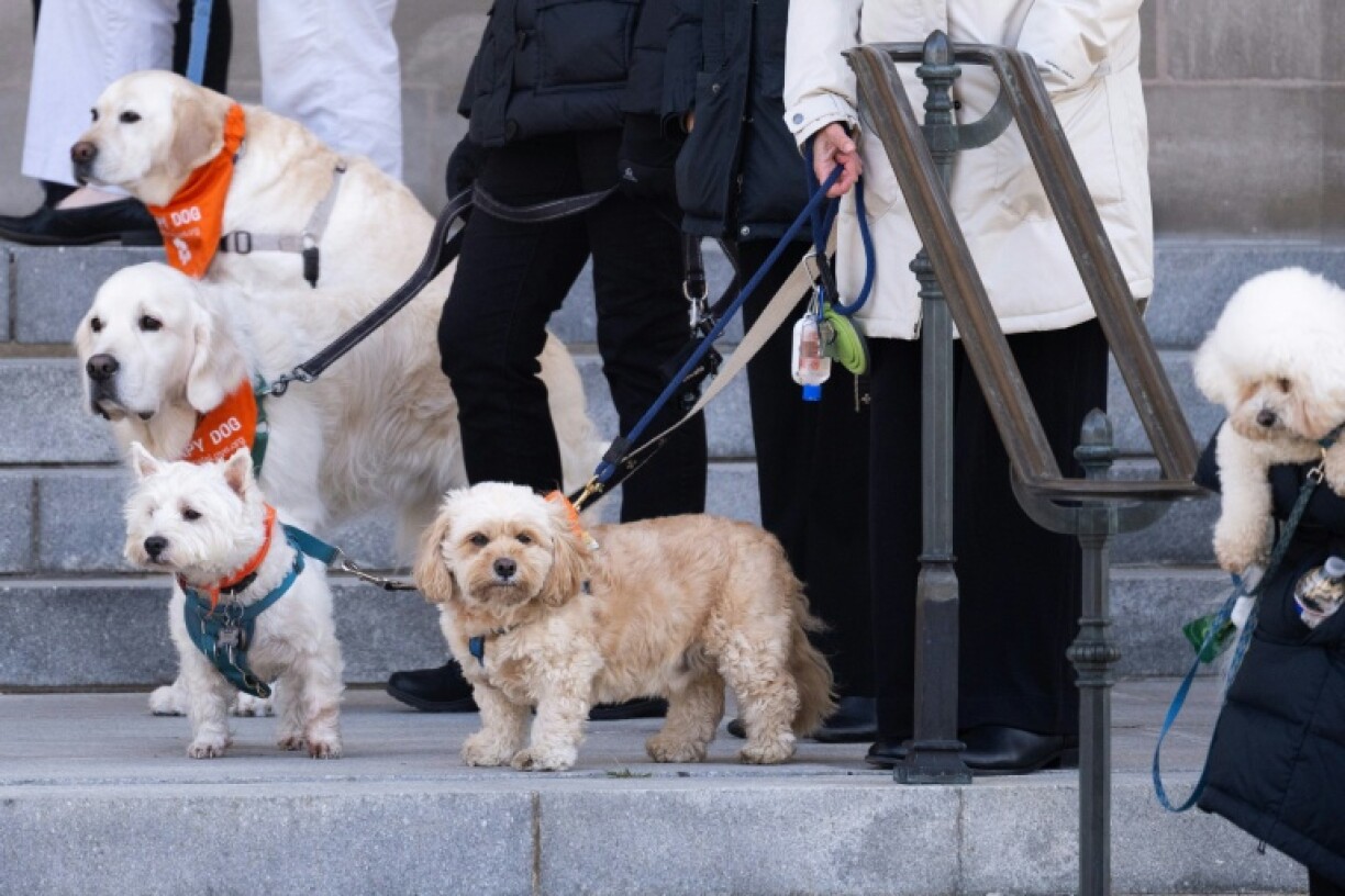 Dogs greet guests as they arrive for funeral services for Jane Goodall