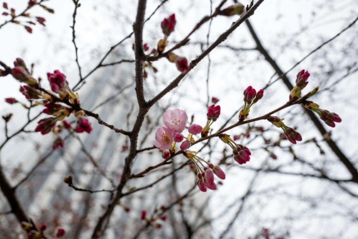 Début de la saison des cerisiers en fleurs à Tokyo, le 16 mars 2026
