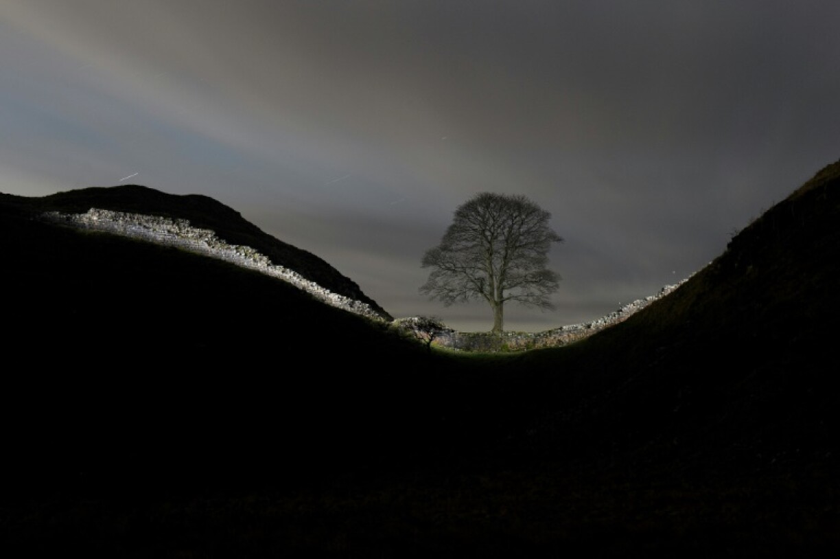 The tree at Sycamore Gap had stood for nearly 200 years in northern England