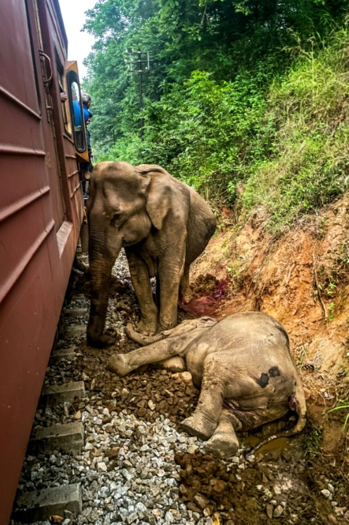 Videos shot after the accident showed one elephant standing guard over an injured youngster lying beside the tracks, with the tips of their trunks curled together