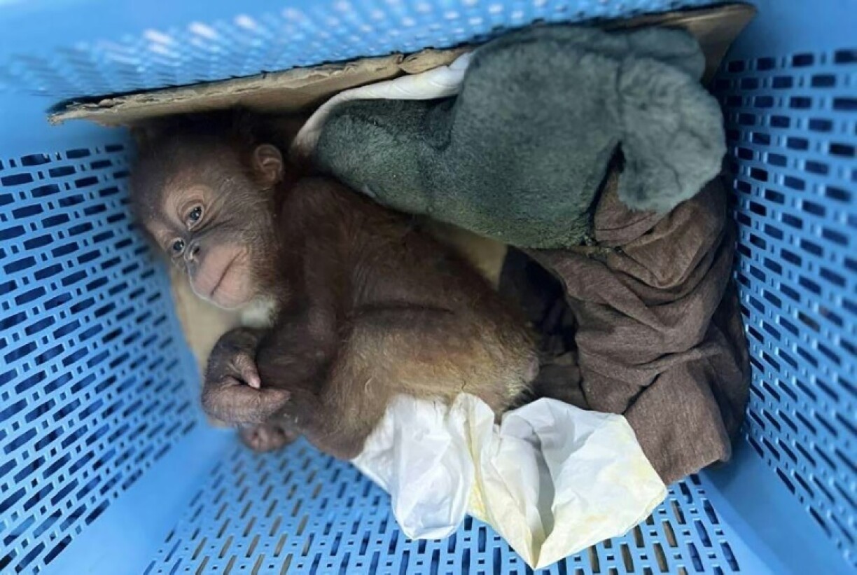 A handout photo released by the Central Investigation Bureau of the Royal Thai Police shows a rescued orangutan baby in a plastic basket in Bangkok