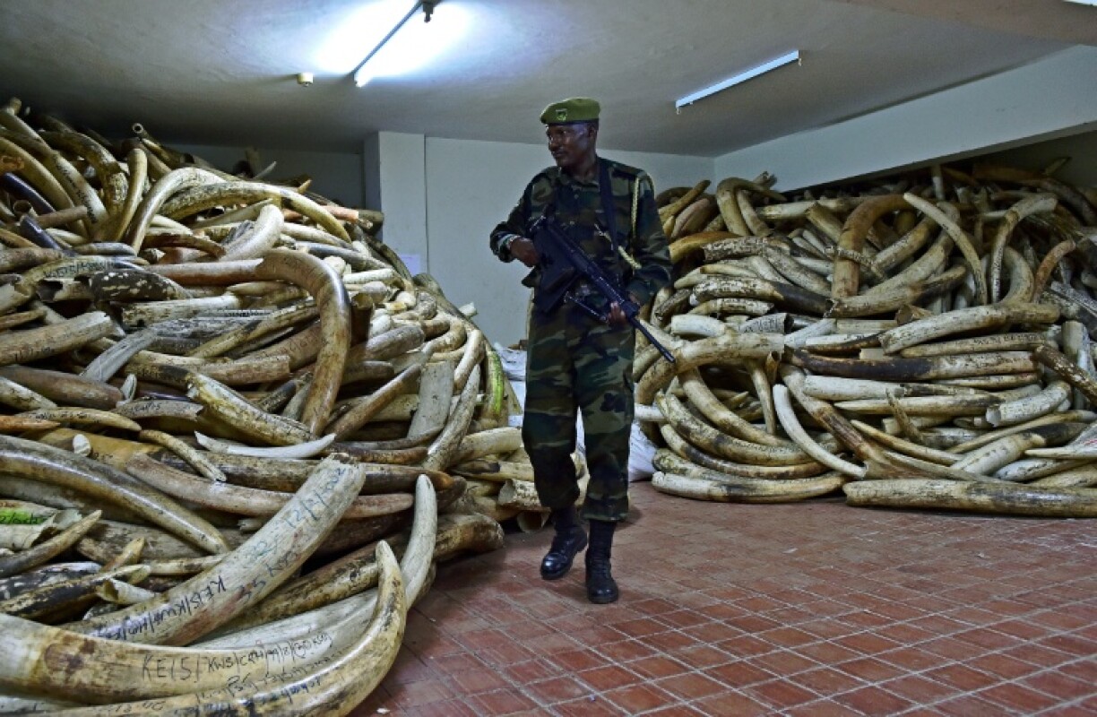Poaching rates have fallen since 2018-2019, but illegal killing for ivory remains a threat, the IUCN said