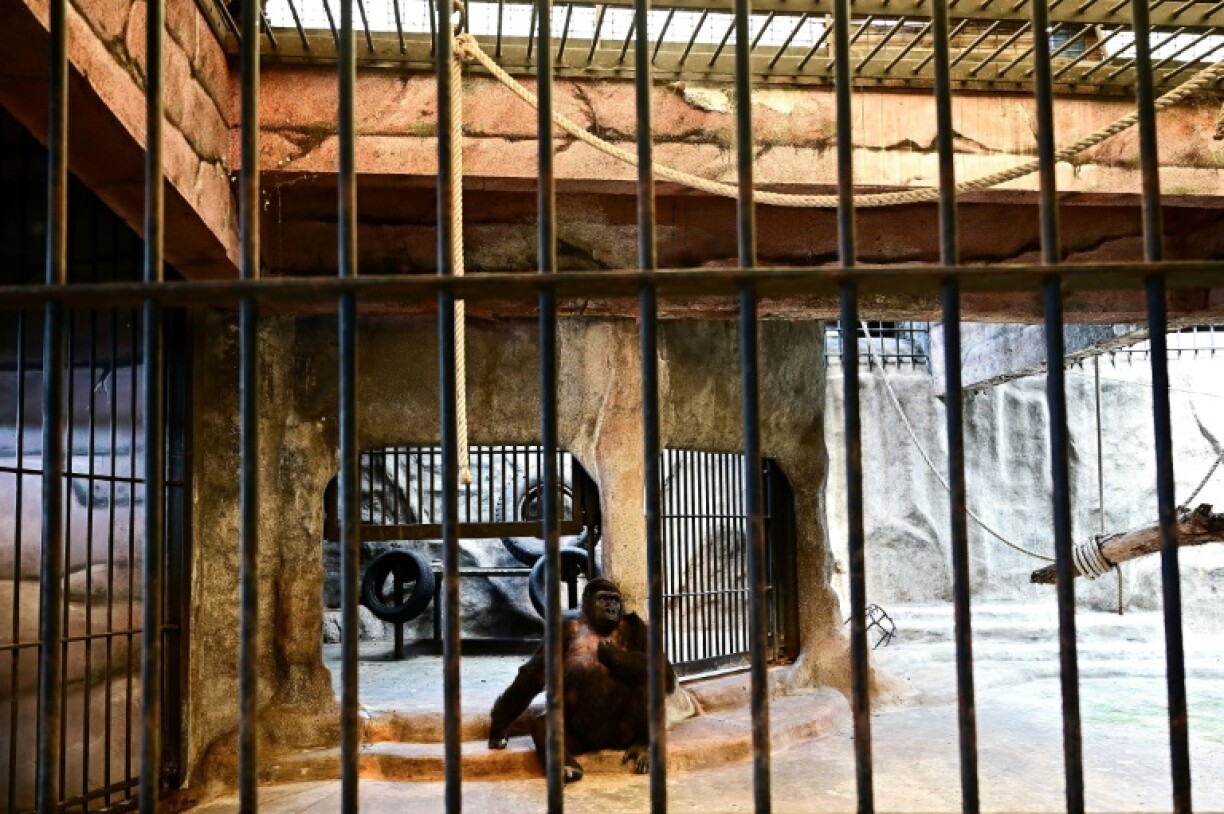 L'unique gorille de Thaïlande, une femelle nommée