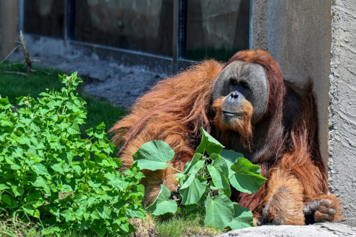 An orangutan resting inside an enclosure at Vantara