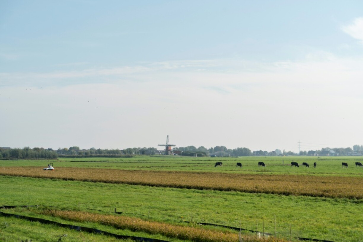The classic Dutch landscape could soon be growing rice