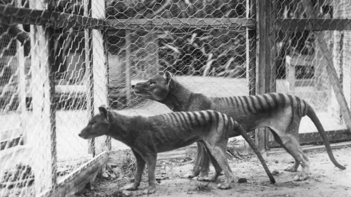 E puer vun deene leschten Tasmaneschen Tigeren an engem australeschen Zoo am Joer 1918.