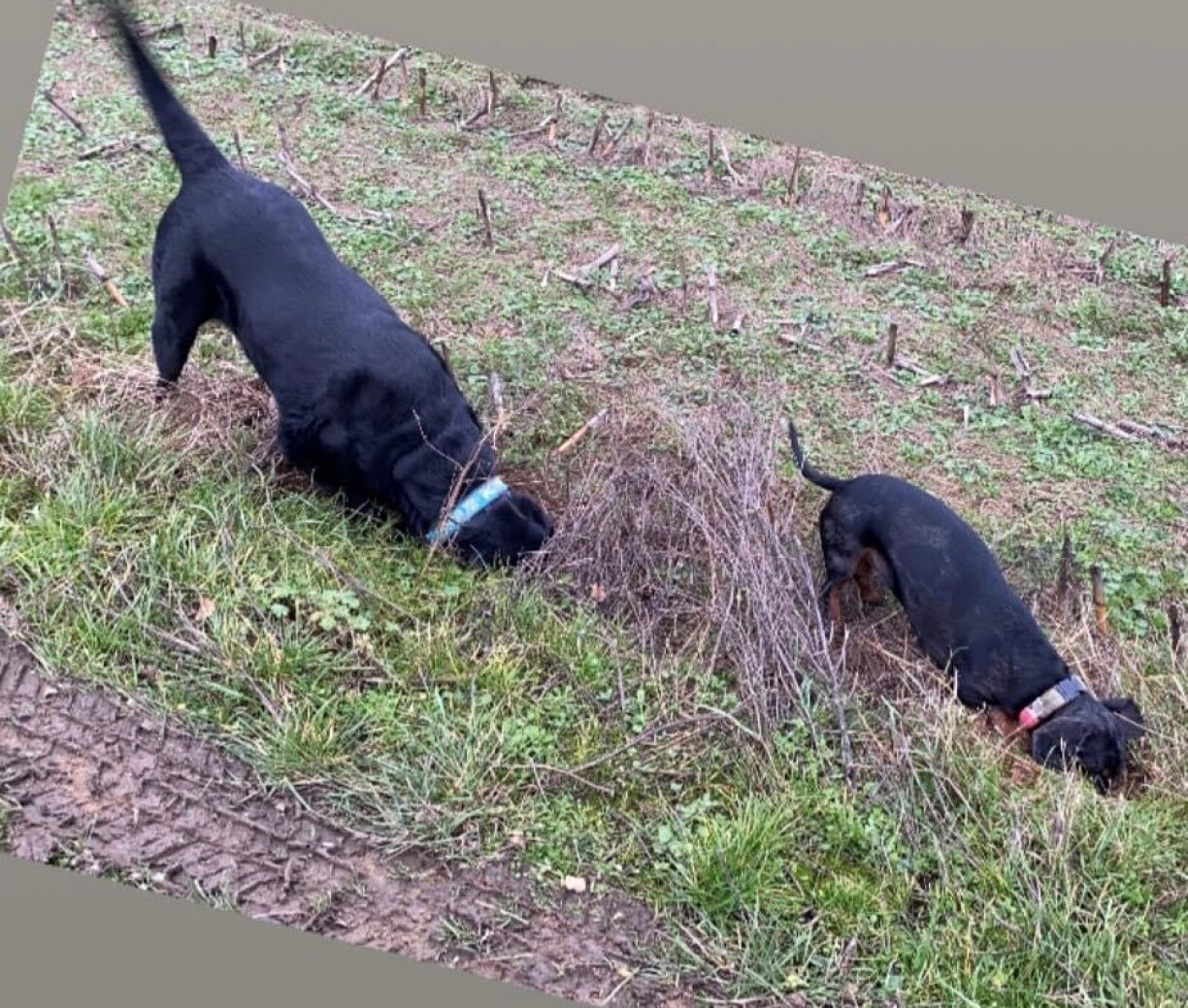 Wann de Gilet aus ass, dann dierf och en Assistenzhond heiansdo emol just Mupp sinn.