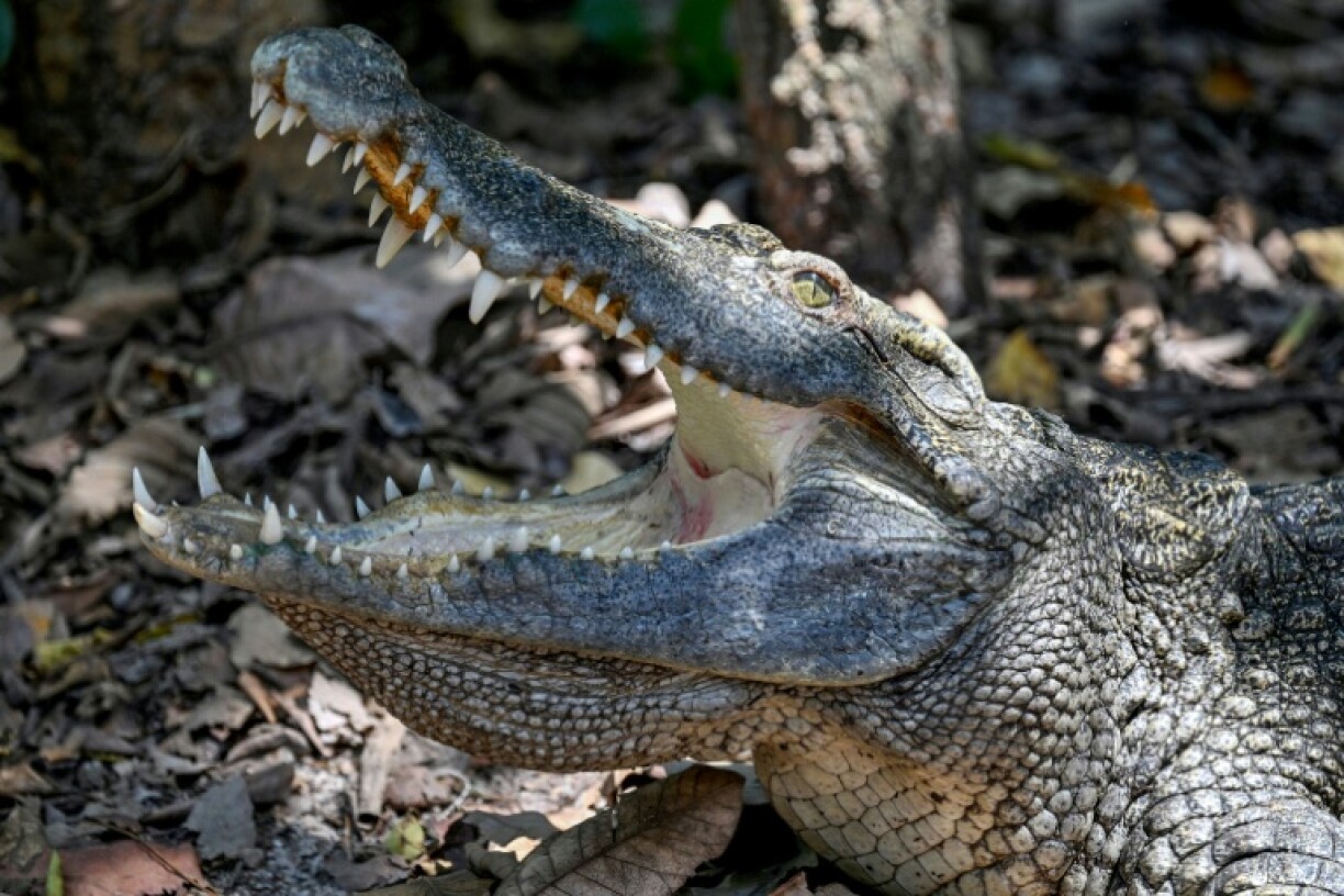 Crocodiles are top predators which regulate their ecosystems