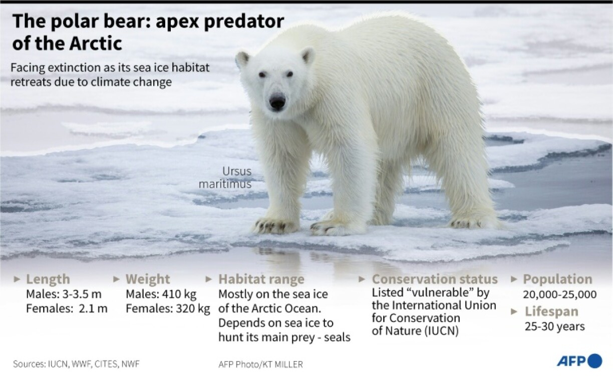 Key facts about the polar bear, apex predator of the Arctic