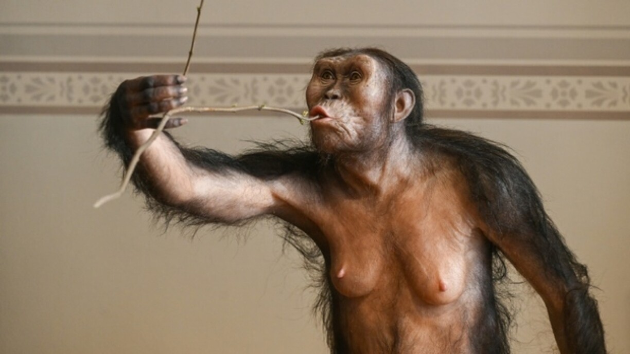 Reconstitution artistique de l'australopithèque Lucy, exposée au musée national de Prague, le 4 février 2025 en République tchèque