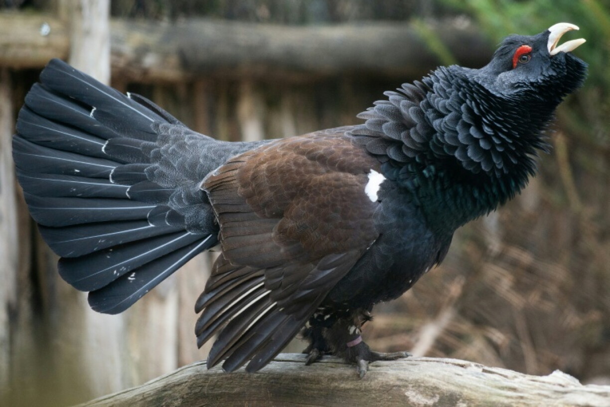 Un grand tétras (Tetrao urogallus), le 18 avril 2023, à Rhodes, en Moselle