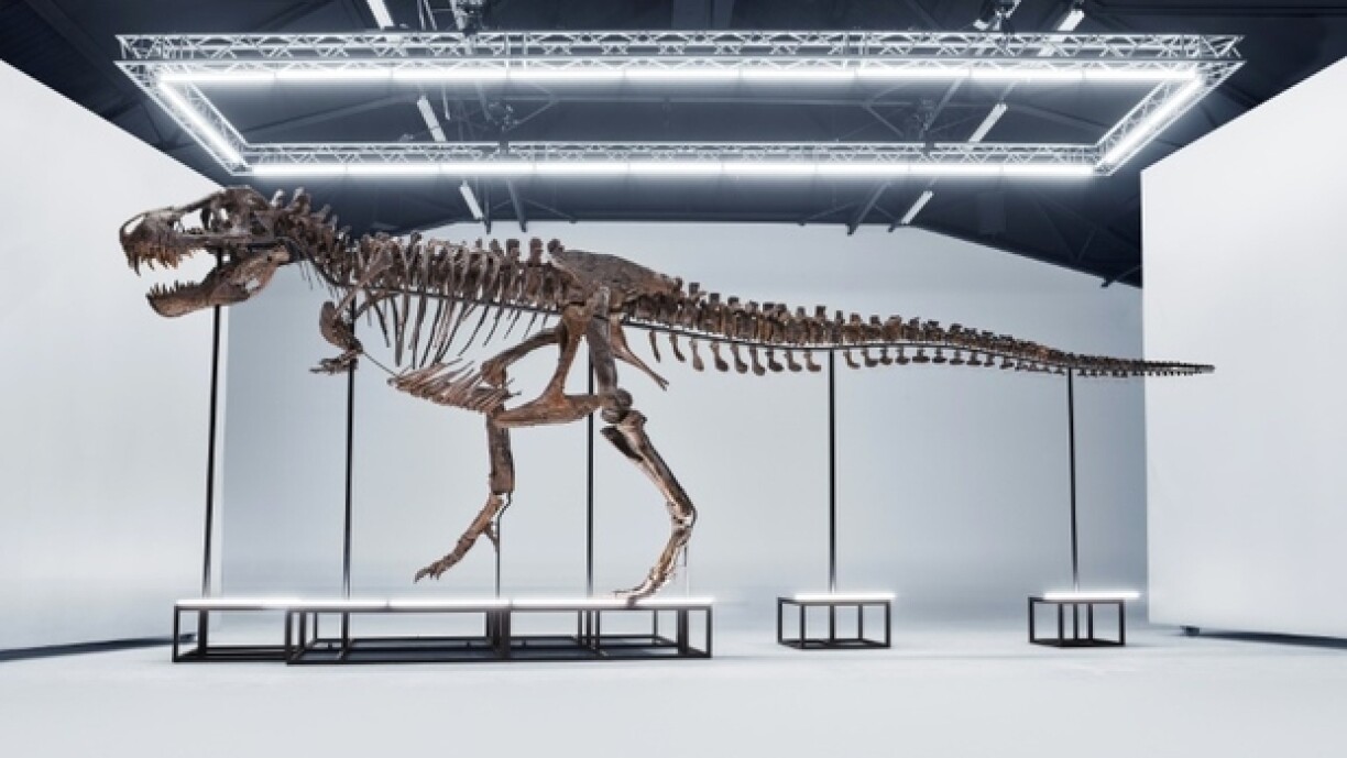 Photo provenant de la maison de ventes aux enchères Koller Auction, le 11 mars 2023, montrant le squellette d'un tyrannosaure rex qui sera vendu aux enchères le 18 avril en Suisse