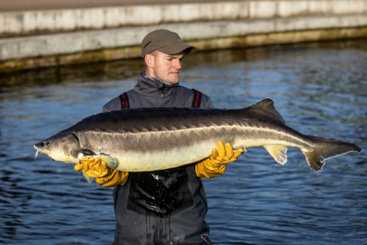 A female sturgeon takes at least eight to ten years to start producing eggs