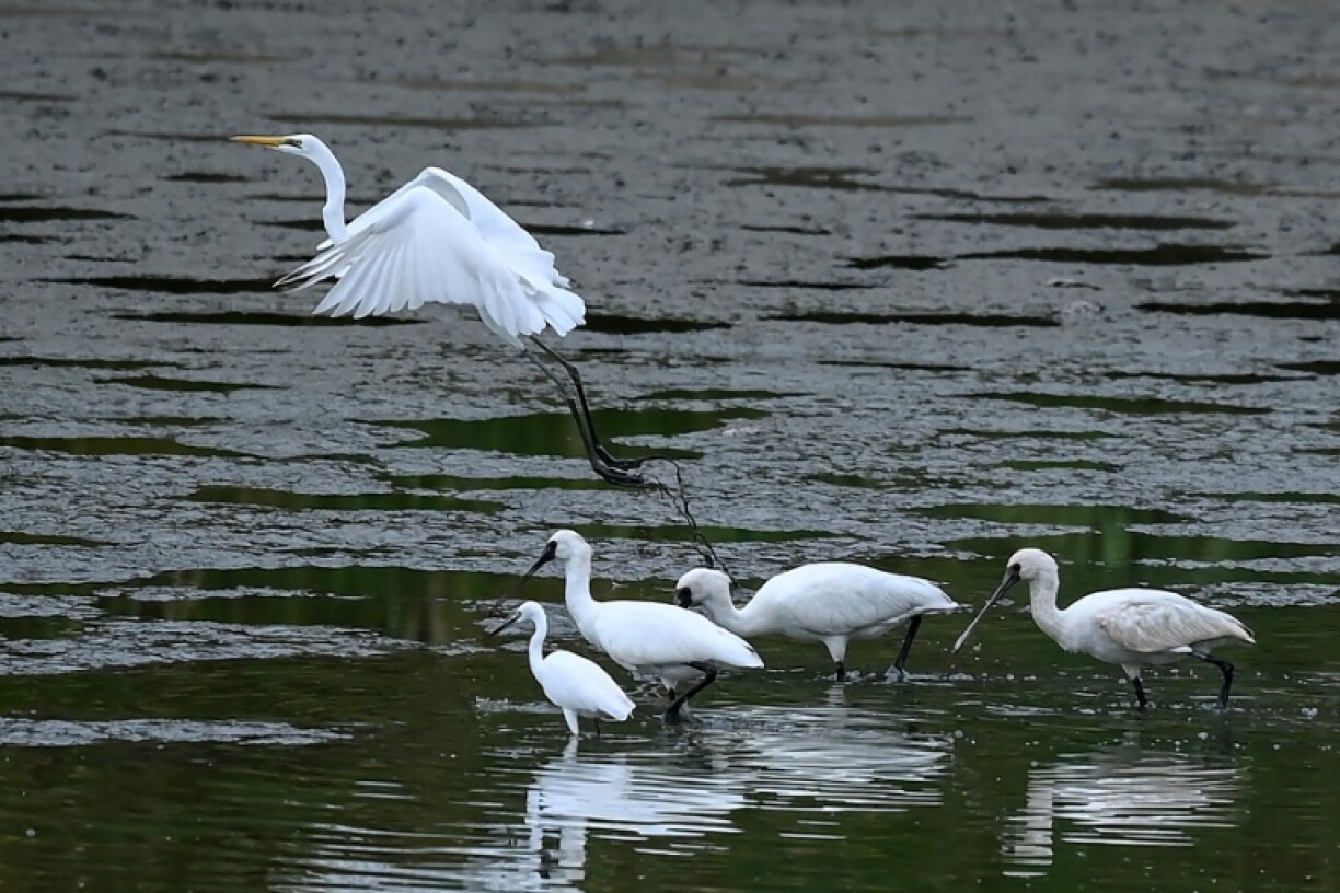 New development is pushing up against a large protected wetland area, which has been UNESCO-recognised since 1995