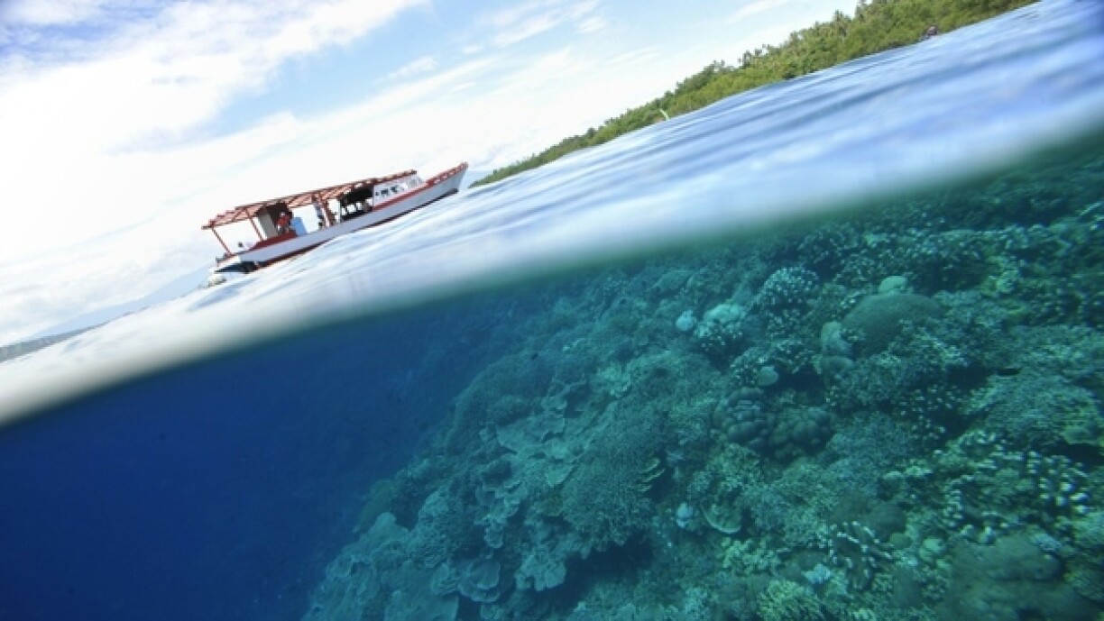 Des coraux et des mangroves poussent dans le parc national marin protégé de Bunaken, à Manado, en Indonésie, le 14 mai 2006