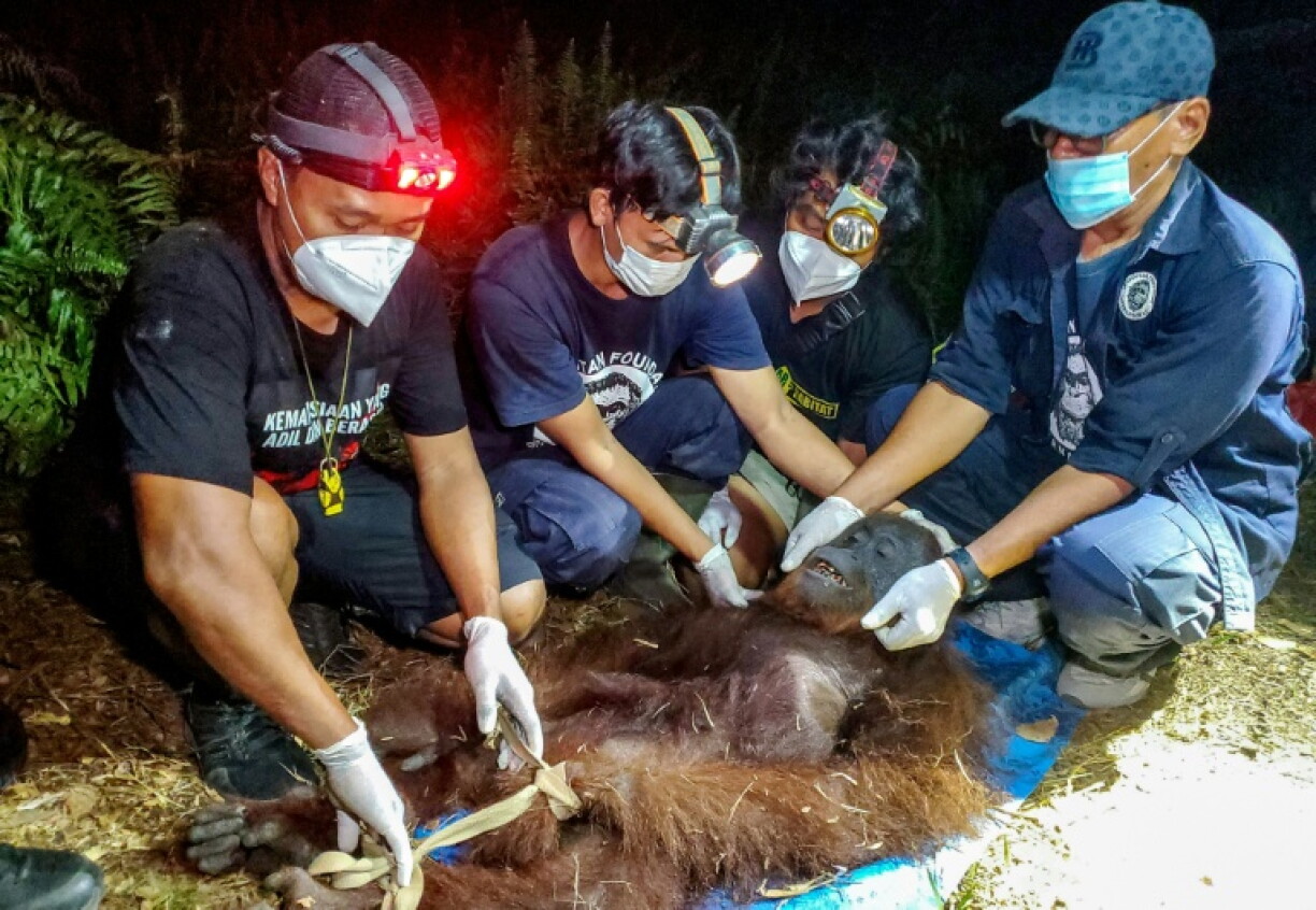 Natural Resources Conservation Agency (BKSDA) and Orangutan Foundation International (OFI) officials examine an orangutan after it was rescued from a forest fire in Central Kalimantan province of Borneo on October 14, 2026