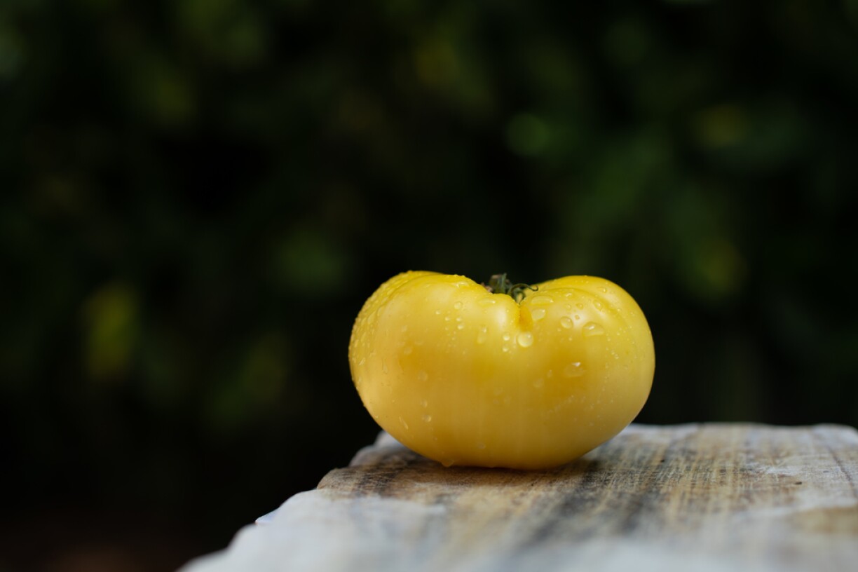 Great White Beefsteack