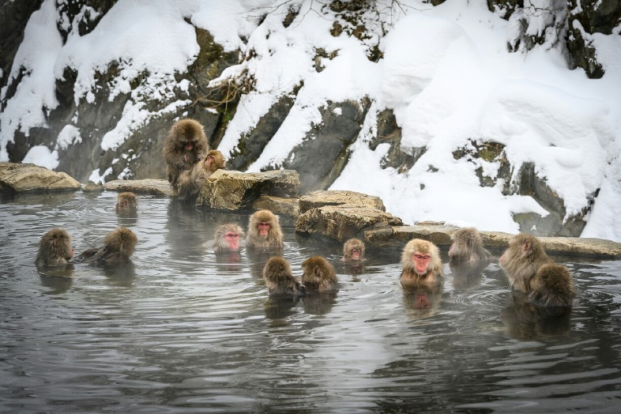 Japanese macaques take an open-air hot spring bath