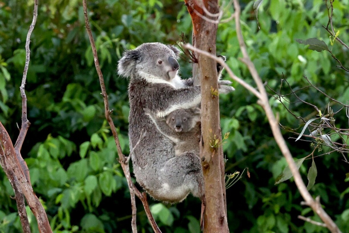 The koala population in Australia's eastern state of New South Wales is threatened with extinction, environmentalists say