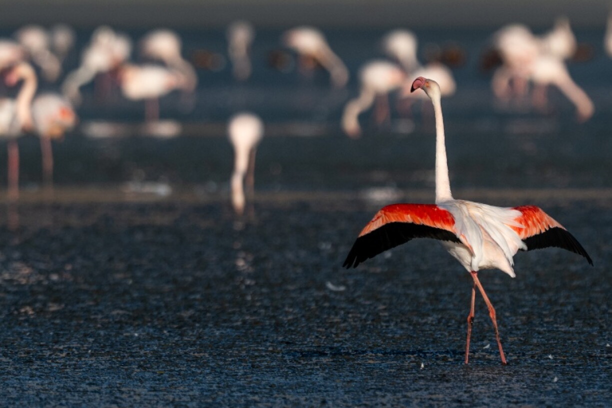 Hundreds of flamingos gather at Tuz Golu salt lake where water levels have fallen to a dangerous new low