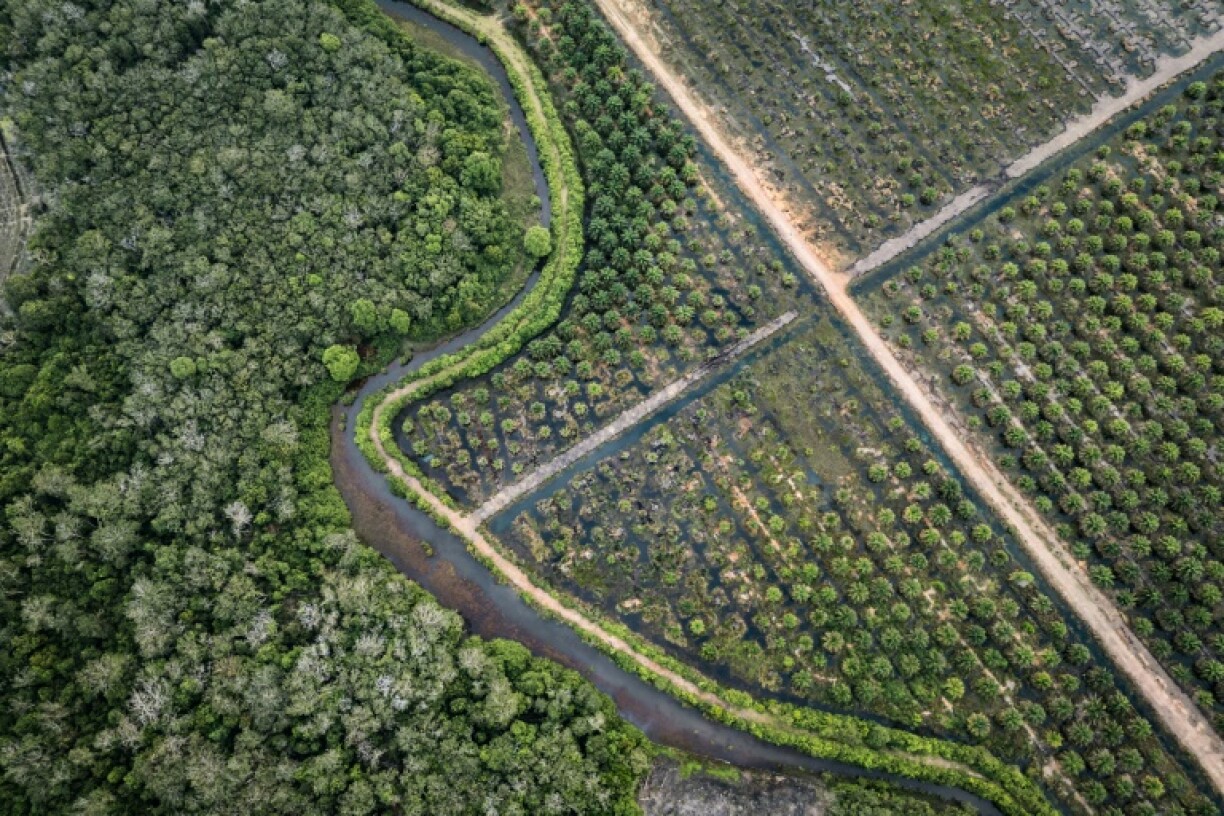 An aerial view of a palm oil plantation (R) and a peatland forest in Bangsal, South Sumatra