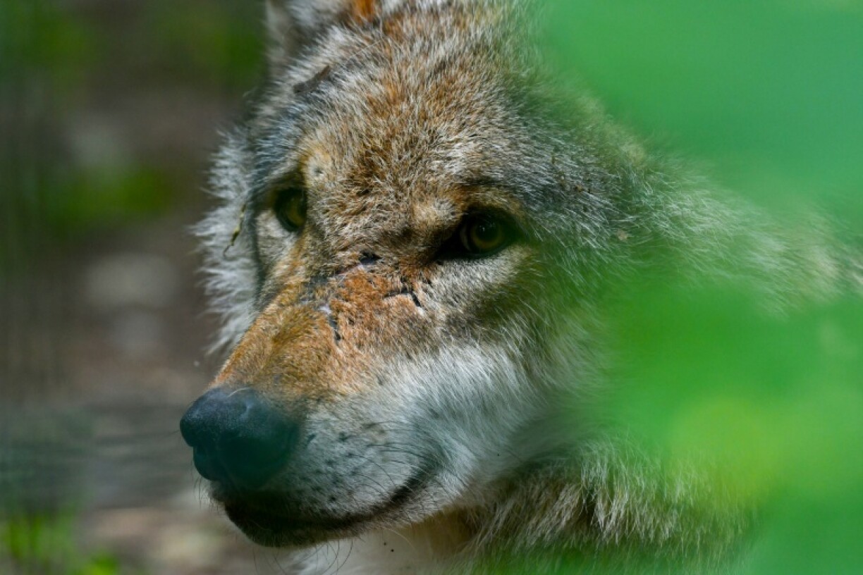 A woman was bitten and injured by a wolf in Hamburg. Police officers subsequently captured the animal, according to a spokesperson for the Hamburg Environment Authority. It is believed to be the animal that had already been spotted several times over the weekend.