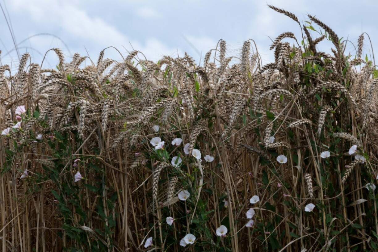 Un champ de blé prêt à être moissonné à Saint-Philbert-sur-Risle, dans l'Eure, le 7 août 2023