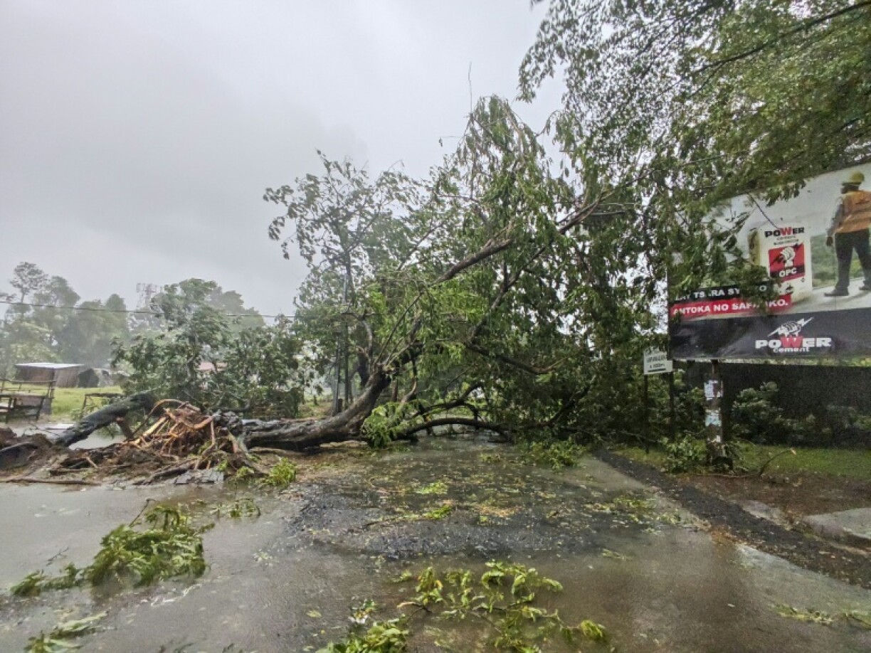 Des arbres tombés à Toamasina (ou Tamatave), touchée de plein fouet par le cyclone tropical Gezani, le 11 février 2026 à Madagascar