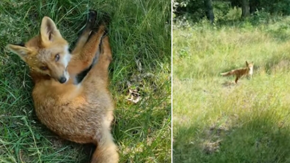 Adorable: un promeneur surprend un petit renard en pleine activité dans la nature (vidéo)